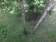 То ли газон, то ли асфальт