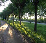 2006 г. Аллея тополей позади дома. Полностью срублена